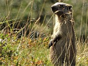 54 Marmotta in sentinella (allo zoom)